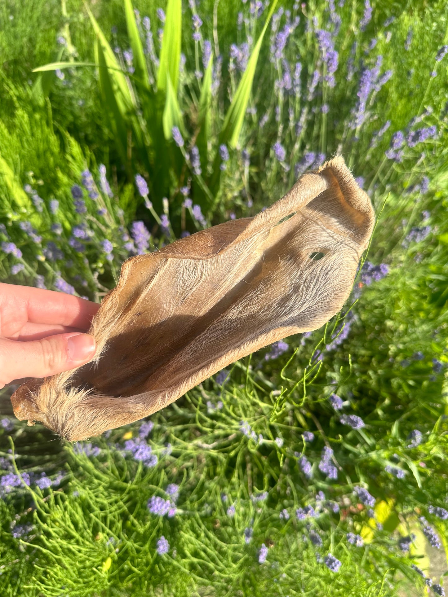 Hairy Goat Ear