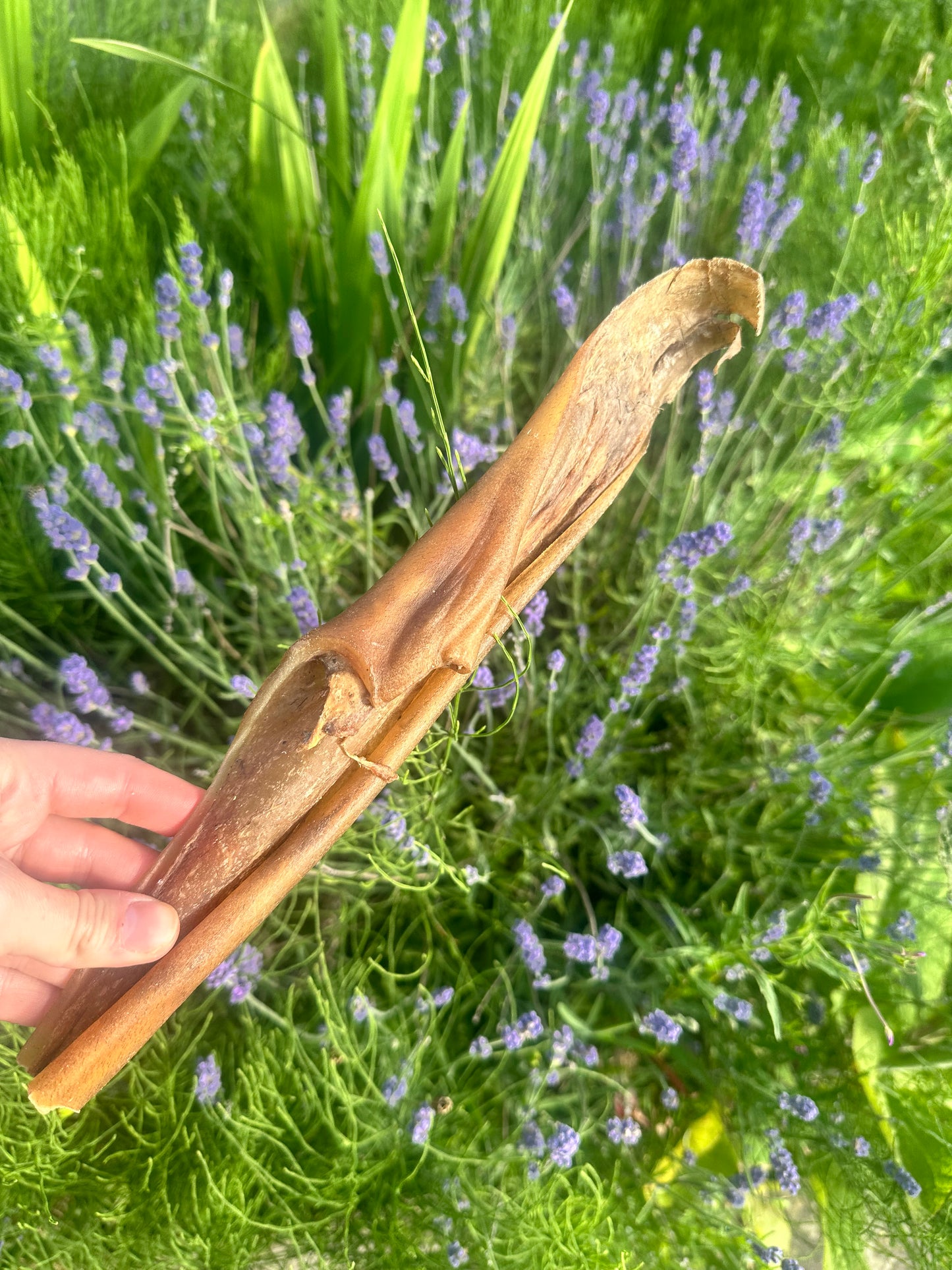 Large buffalo stick